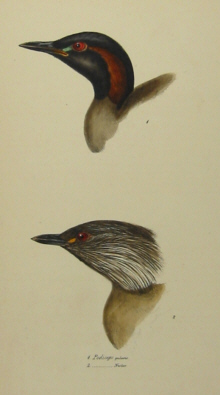 John Gould's Birds of Australia